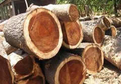 中国公民国外非法砍伐出口红木被捕?外交部回应